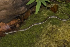 Rotstreifen-Bändernatter, Thamnophis proximus rubrilineatus