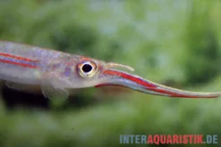Rotstreifen-Halbschnabelhecht, Hemirhamphodon phaiosoma (kapuasnensis)