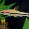 Rotstrichalgenfresser, Puntius denisonii