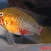 Rotstrich-Zwergbuntbarsch rot-gold , Apistogramma hongsloi rot-gold, paarweise