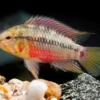 Rotstrich-Zwergbuntbarsch rot, Apistogramma hongsloi rot, paarweise