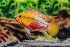 Rotstrich-Zwergbuntbarsch Variante III, Apistogramma hongsloi, paarweise