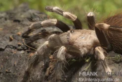 Rotweiße Brasilianische Vogelspinne, Nhandu chromatus