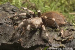 Rotweiße Brasilianische Vogelspinne, Nhandu chromatus