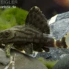 Royal Pleco, L190, Panaque nigrolineatus