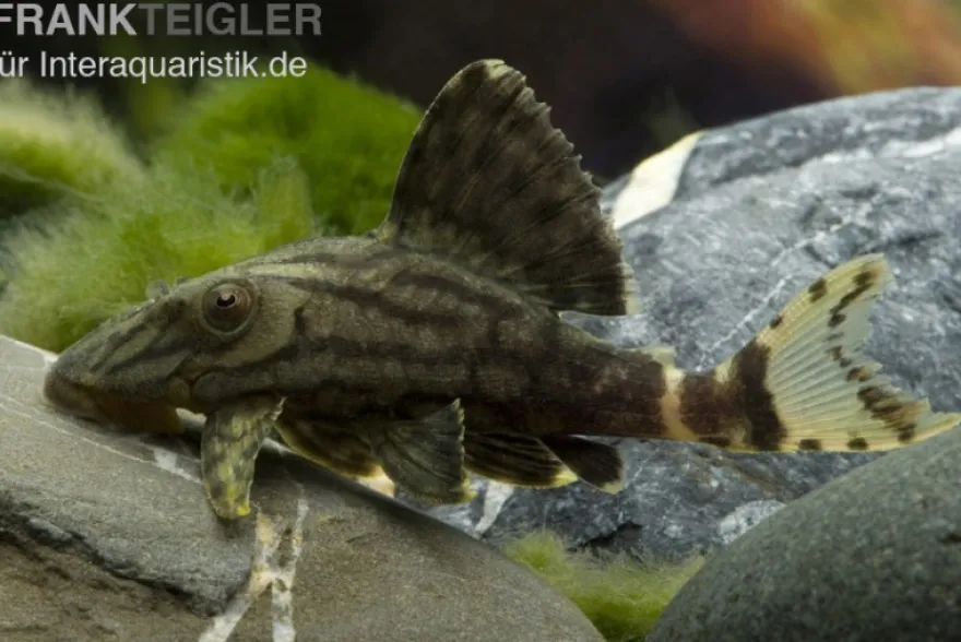 Royal Pleco, L190, Panaque nigrolineatus