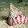 Rötliche Kreiselschnecke, Trochus histrio