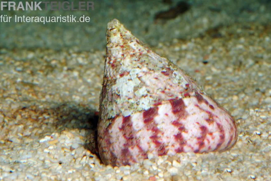 Rötliche Kreiselschnecke, Trochus histrio