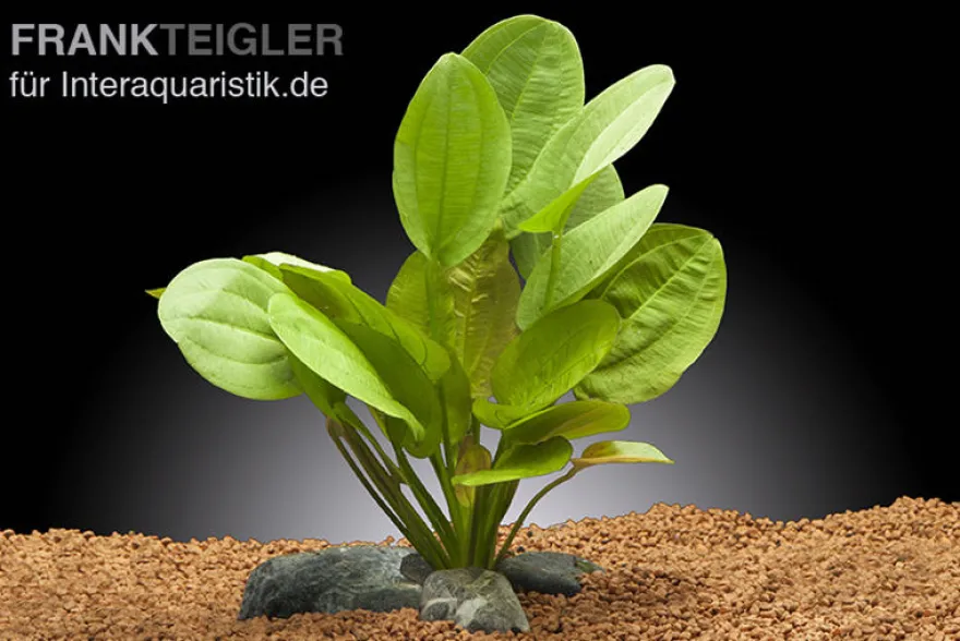 Rötlicher Froschlöffel, Echinodorus cordifolius Harbich Rot, im Topf