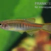 Rubinbärbling, Danio choprae