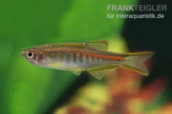 Rubinbärbling, Danio choprae