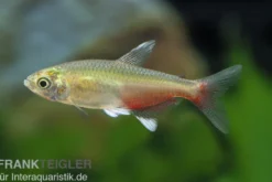 Rubinsalmler, Aphyocharax rathbuni