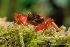 Rubin-Vampirkrabbe, Geosesarma sp. nov. "Red Ruby", Zufällig ausgewählt