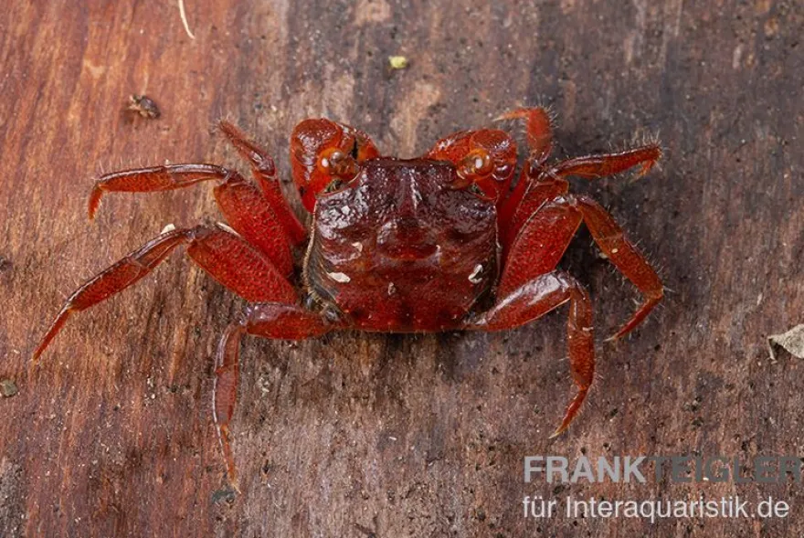 Rubin-Vampirkrabbe, Geosesarma sp. nov. "Red Ruby", Zufällig ausgewählt