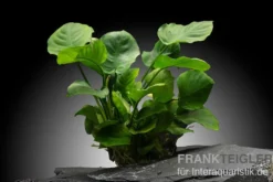 Rundblättrige Anubias, Anubias barteri