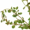 Rundblättrige Rotala, Rotala rotundifolia, im Topf