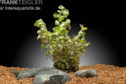 Rundblättrige Rotala, Rotala rotundifolia, im Topf