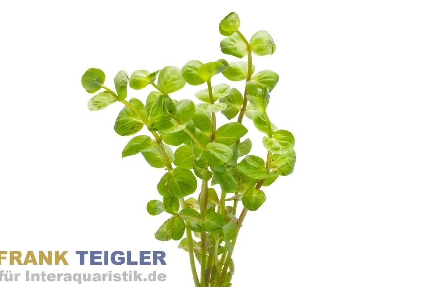 Rundblättrige Rotala, Rotala rotundifolia, Bund