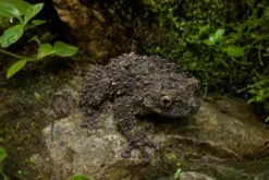 Ryabovs Moosfrosch, Theloderma ryabovi