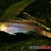 Sabinae-Zwergbuntbarsch, Congochromis sabinae