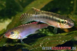 Sabinae-Zwergbuntbarsch, Congochromis sabinae