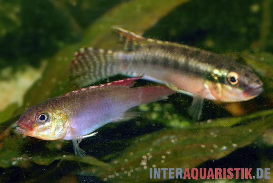 Sabinae-Zwergbuntbarsch, Congochromis sabinae