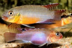 Sabinae-Zwergbuntbarsch, Congochromis sabinae