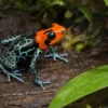 Sacramento-Rotkopf-Baumsteiger, Ranitomeya benedicta