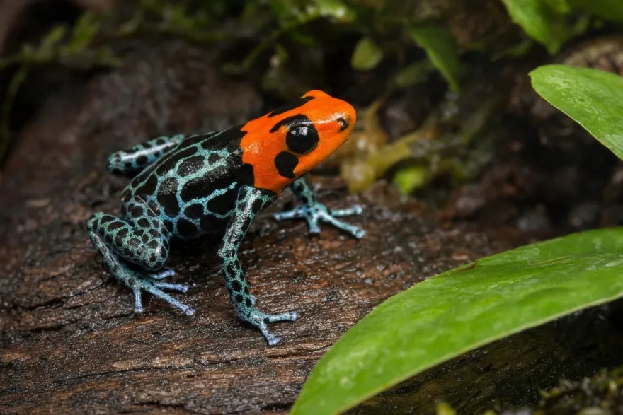 Sacramento-Rotkopf-Baumsteiger, Ranitomeya benedicta