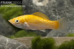 Safran White Belly Molly, Poecilia velifera