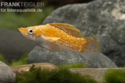 Safran White Belly Molly, Poecilia velifera