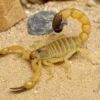 Sahara-Dickschwanzskorpion, Androctonus australis