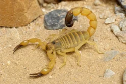 Sahara-Dickschwanzskorpion, Androctonus australis
