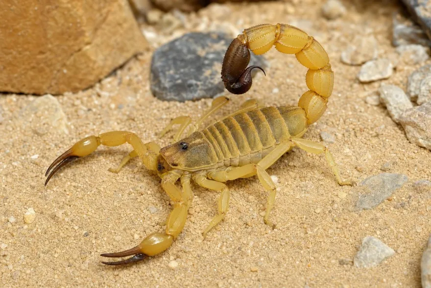 Sahara-Dickschwanzskorpion, Androctonus australis