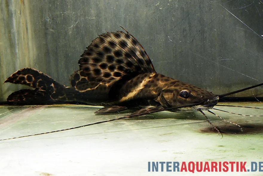 Sailfin Pim, Leiarius pictus