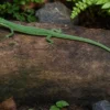 Sakishima-Langschwanzeidechse, Takydromus dorsalis