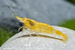 Sakura Gelbe Garnele, Neocaridina davidi "Yellow Fire Sakura"