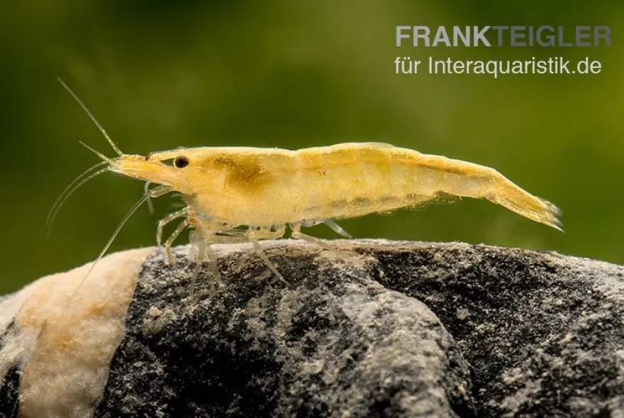 Sakura Gelbe Garnele, Neocaridina davidi "Yellow Fire Sakura"