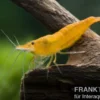 Sakura Orange Garnele, Neocaridina davidi