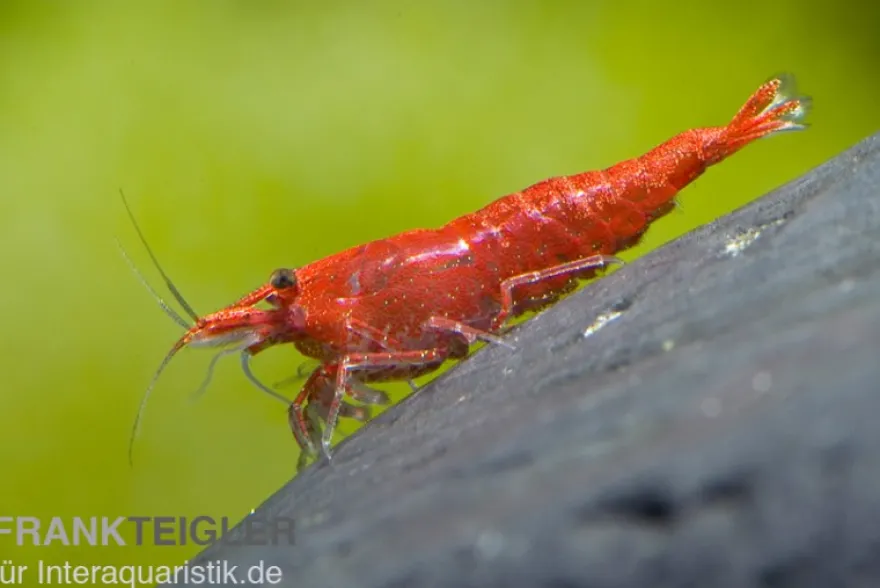 Sakura Red Garnele, Neocaridina davidi