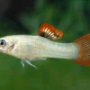 Salvador-Molly, Poecilia salvatoris