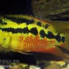 Salvins Buntbarsch, Cichlasoma salvini, DNZ