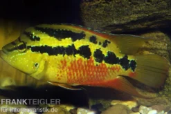 Salvins Buntbarsch, Cichlasoma salvini, DNZ