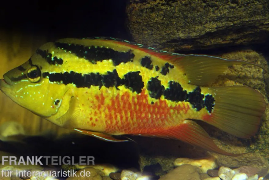 Salvins Buntbarsch, Cichlasoma salvini, DNZ