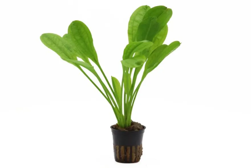 Samolus Schwertpflanze, Echinodorus grisebachii "Tropica", im Topf