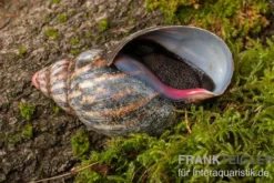 Samt-Achatschnecke, Archachatina marginata suturalis "Ikom"