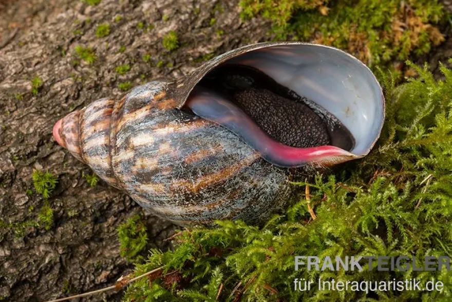 Samt-Achatschnecke, Archachatina marginata suturalis "Ikom"