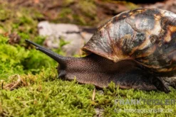 Samt-Achatschnecke, Archachatina marginata suturalis