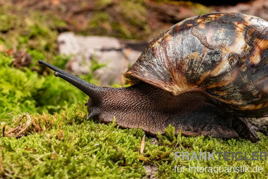 Samt-Achatschnecke, Archachatina marginata suturalis "Ikom"