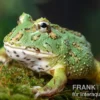 Samurai blue Pacman-Frog, Ceratophrys cranwelli "Samurai blue"